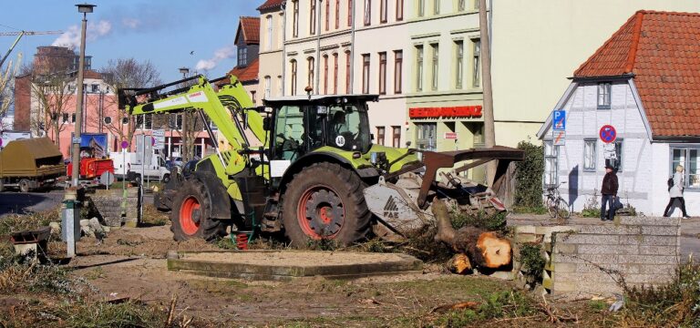 Baumfällarbeiten in Wismar: Anfrage der Fraktion FDP/GRÜNE