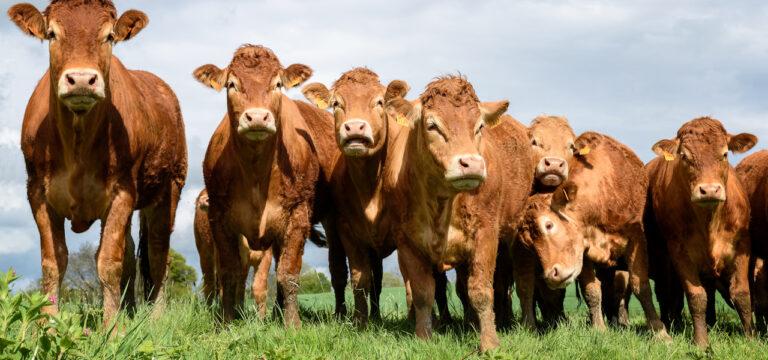 Bio-Landpartie: Eröffnung bei Rinderzüchter nahe Wismar