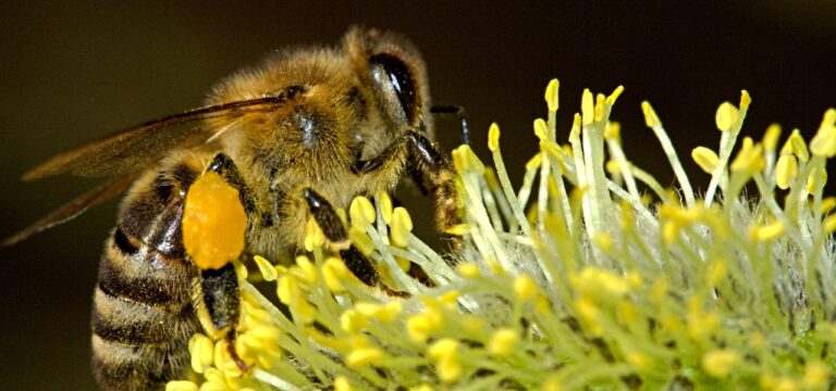 Imker im Nordosten profitieren von Raps und Bienenfleiß