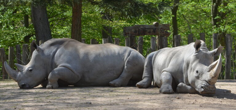 Vorfreude in den Zoos: Die Besucher können wieder kommen