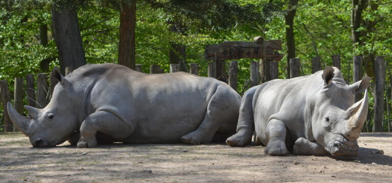 Nachwuchs blieb aus: Nashornbulle verlässt Schweriner Zoo