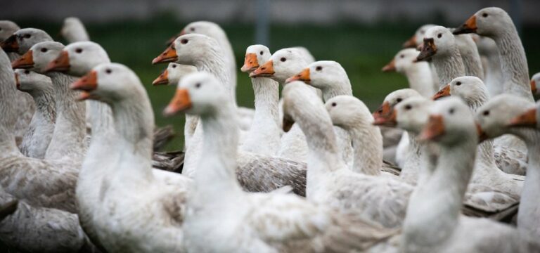 Gnoien: Geflügelpest erreicht großen Geflügelhalter mit 70 000 Tieren