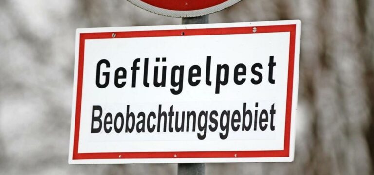 Schwerin: Minister und Landräte beraten zu Geflügelpest