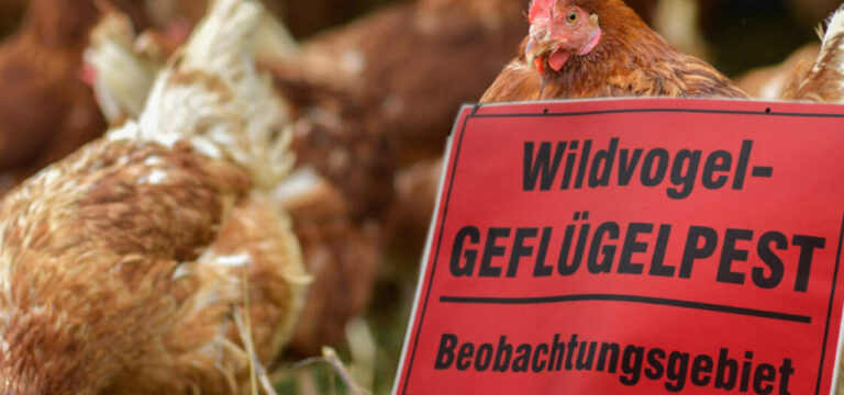 Stallpflicht für Geflügel-Betriebe im Landkreis Rostock