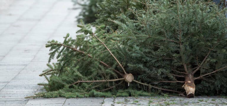 Wismar: Schon vor dem Fest informiert sein – Tannenbaumentsorgung!