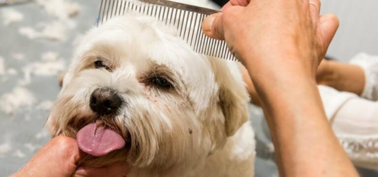 Urteil: Hunde dürfen im Lockdown weiter in Hundesalons frisiert werden