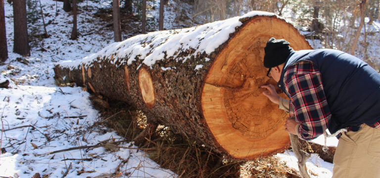Forstwirtschaft: Landesforsten versteigern wertvolle Bäume