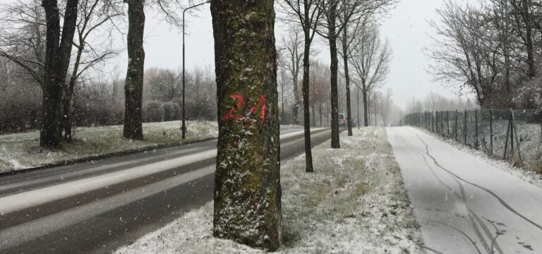 Baumpflegearbeiten, Baumfällungen und Neupflanzungen im Stadtgebiet der Hansestadt Wismar