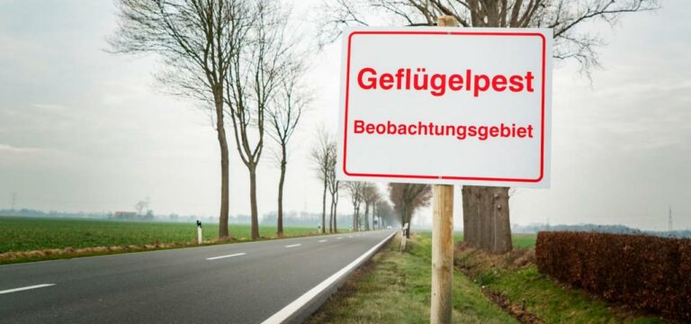 Landkreis: Geflügelpest bei 6.700 Zucht-Tieren in Schönberg festgestellt