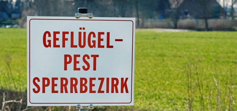 Geflügelpest: Weiter keine Entwarnung in MV