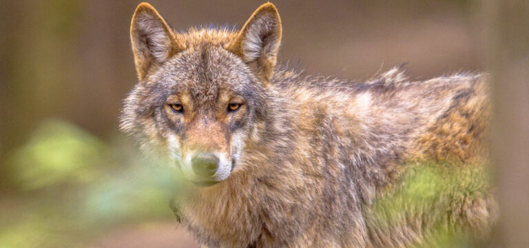 Umweltministerkonferenz: Einigung über Praxisleitfaden Wolf
