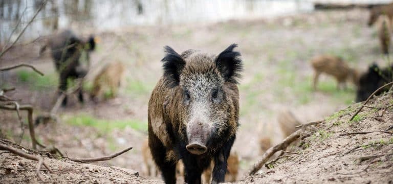 Backhaus fordert Schutz vor Afrikanischer Schweinepest