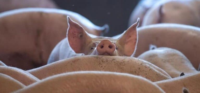 Landwirte schlagen Alarm: Schweinepest wirksam bekämpfen