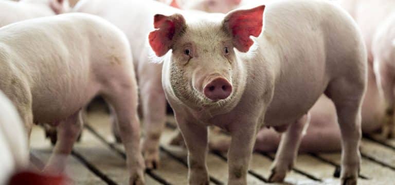Schweinepest: Backhaus appelliert an Schweinehalter