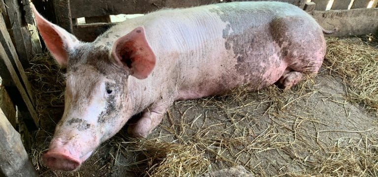 Afrikanische Schweinepest befällt noch mehr Hausschweine