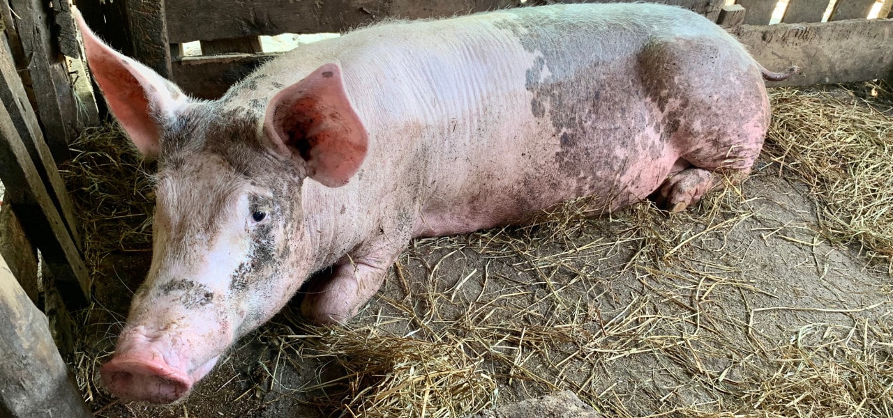 Afrikanische Schweinepest befällt noch mehr Hausschweine