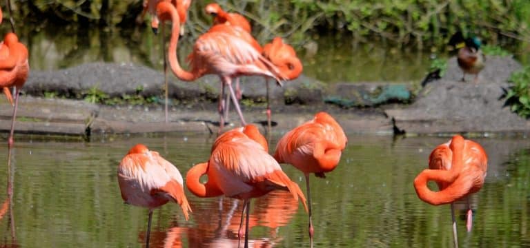 Besuchereinbruch: Zoo Schwerin reduziert Öffnungszeiten
