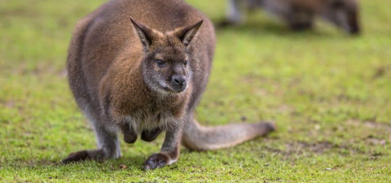 Fuchs reißt Bennetkängurus im Zoo Stralsund