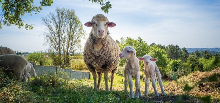 Schafskälte 2021: Was ist dran am Wetterphänomen?