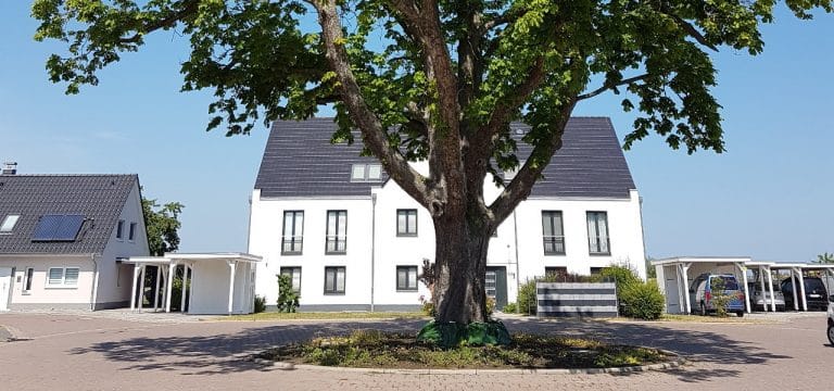 Wassersäcke kühlen Wismars Stadtbäume