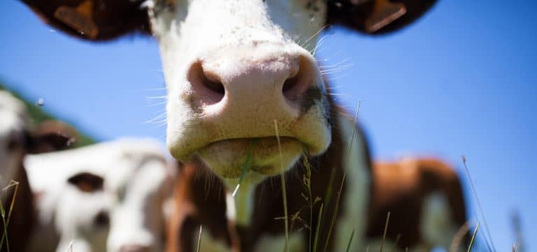 Landwirtschaft hautnah erleben: Erlebnistag auf dem Hof Mann in Steinbeck