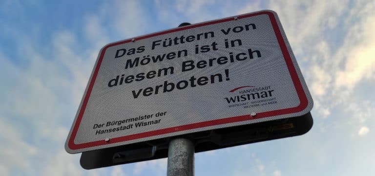 Hansestadt Wismar bittet: Möwen nicht füttern