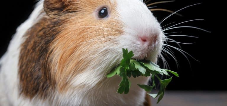 Polizei-Einsatz wird zur Meerschweinchen-Rettung