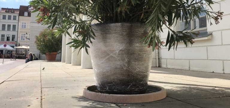 Wismar: Oleander in Scherben – Unbekannte werfen Blumenkübel auf Rathaustreppe um