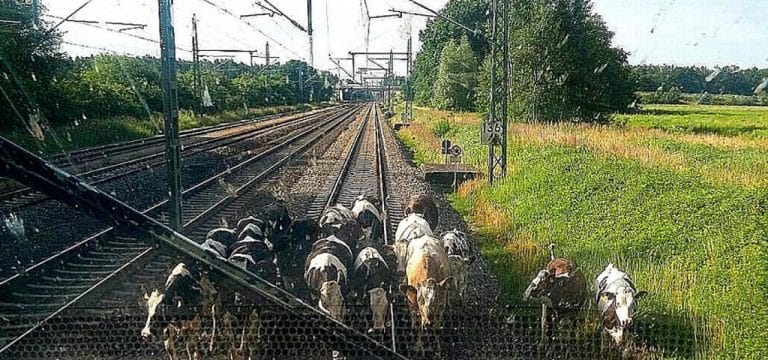 Ventschow: Komplette Rinderherde in den Gleisen