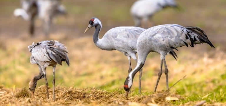 Zu trocken für Nachwuchs: Tausende Vögel sammeln sich