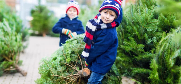 Der Trend geht zum Advents- oder Zweitweihnachtsbaum