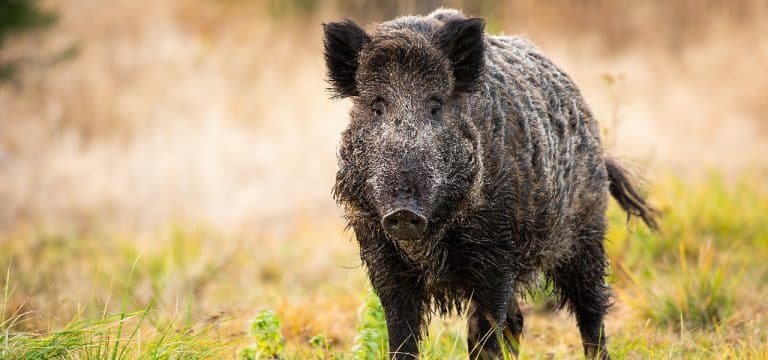 Verirrtes Wildschwein am Strand von Boltenhagen erschossen