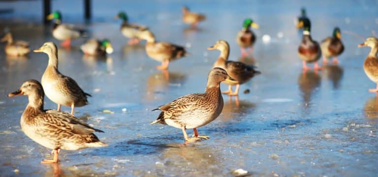 Frostiges sonniges Wetter in Mecklenburg-Vorpommern