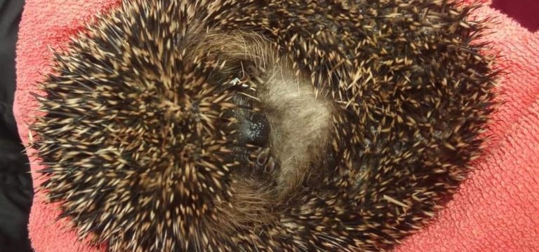 Wie gemein: Igel „Maja“ von Kindern misshandelt – jetzt aber in guten Händen