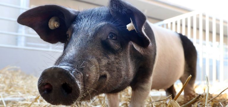 Sattelschwein und Rauhwoller: Bedrohte Nutztiere gefördert
