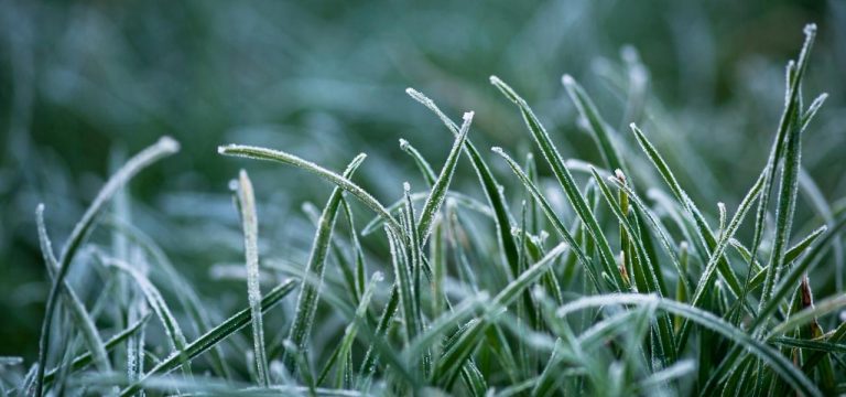 Nachts weiterhin Frost in Bodennähe erwartet
