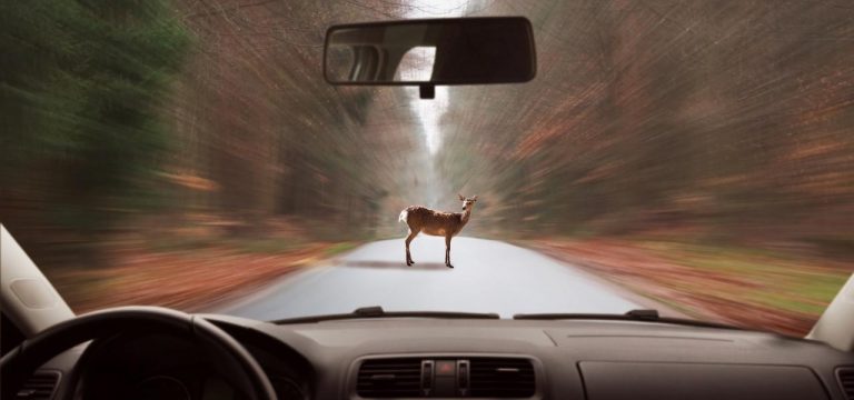 Weniger Wildunfälle im Jahr 2021 in Mecklenburg-Vorpommern