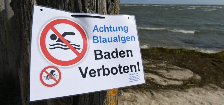 Warnung vor Blaualgen im Landkreis Rostock
