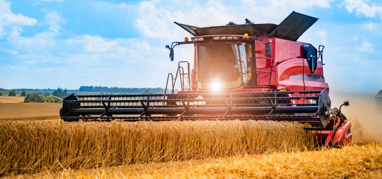 Weizen unter Vorjahresniveau: Landwirte klagen über Ernteeinbußen