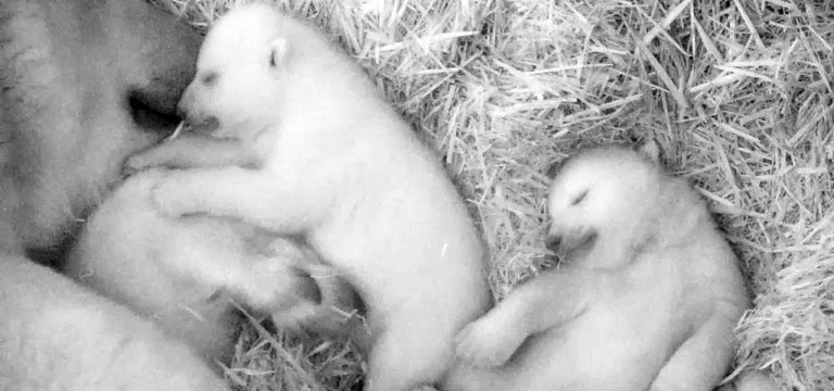 „Sind die süß“: Eisbär-Zwillinge heißen Kaja und Skadi