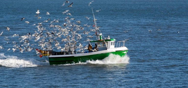 Deutschen Ostseefischern droht Hering-Fangverbot
