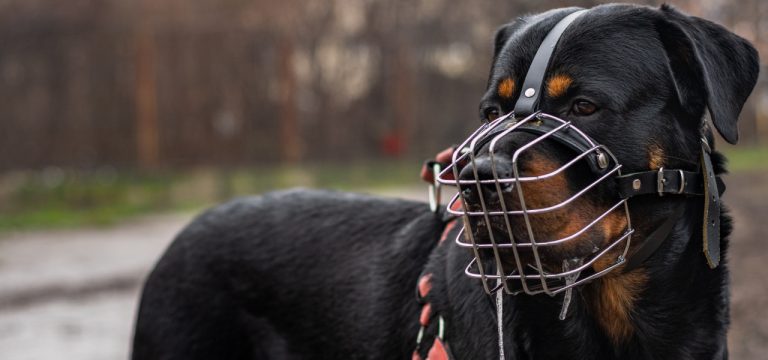 Parchim: Fünfjähriger nach Hundeattacke nicht mehr in Lebensgefahr