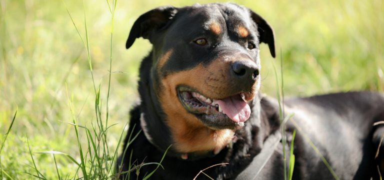 Wismar: Linke‑Fraktion fordert längere Steuerbefreiung für Tierheimhunde