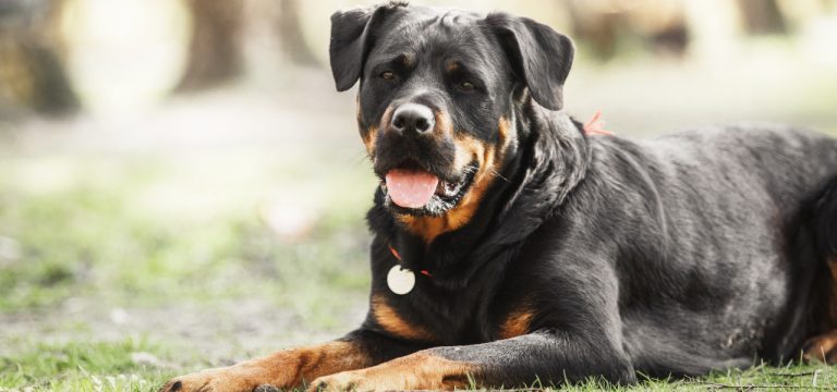 Parchim: Nach gefährlicher Hundeattacke Tiergutachter eingesetzt