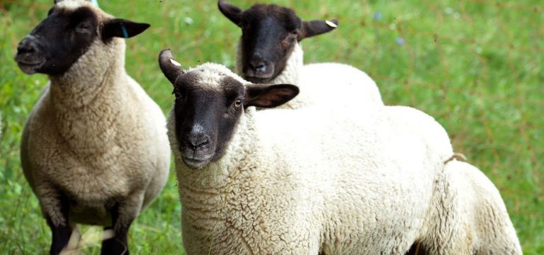 Bester Zuchtbock bei „Schwarzköpfen“ kommt 2022 aus MV