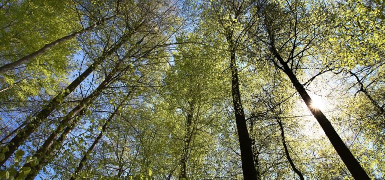 Landtag: Debatte um Finanzierung von Nachhaltigkeit