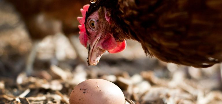 Eierproduktion im MV gestiegen: Mehr Öko-Eier im Angebot