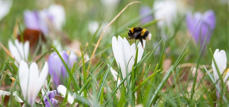 Schwerin: Start für bienenfreundliche Schüler-Aktion