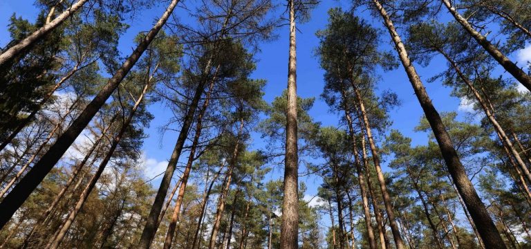 2021: Fast zwei Millionen Kubikmeter Holz aus Wäldern in MV