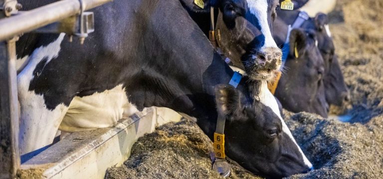 Die Zahl der Milchkühe sinkt erneut in Mecklenburg-Vorpommern